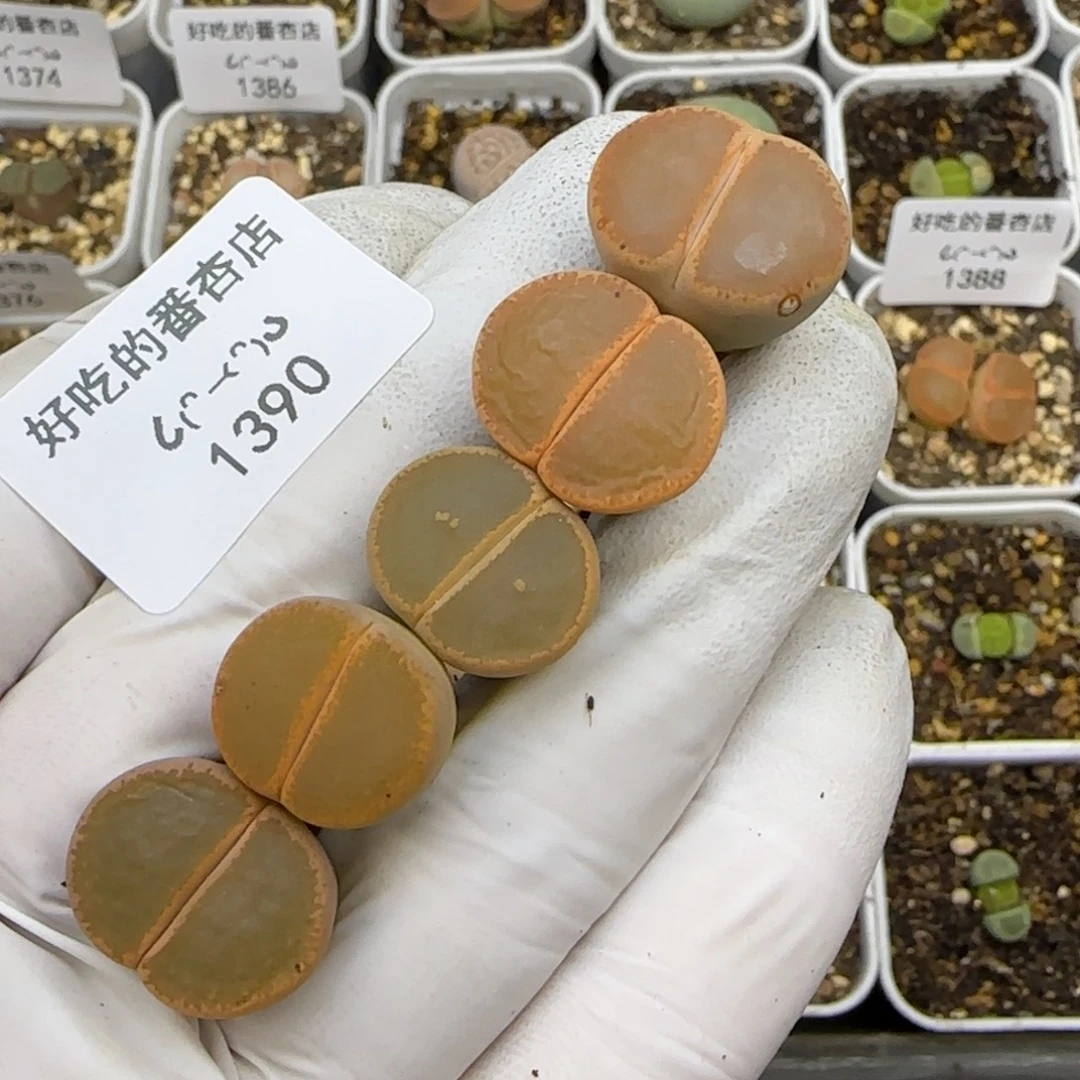 1390。默认脱土。18包邮。偏远88包邮