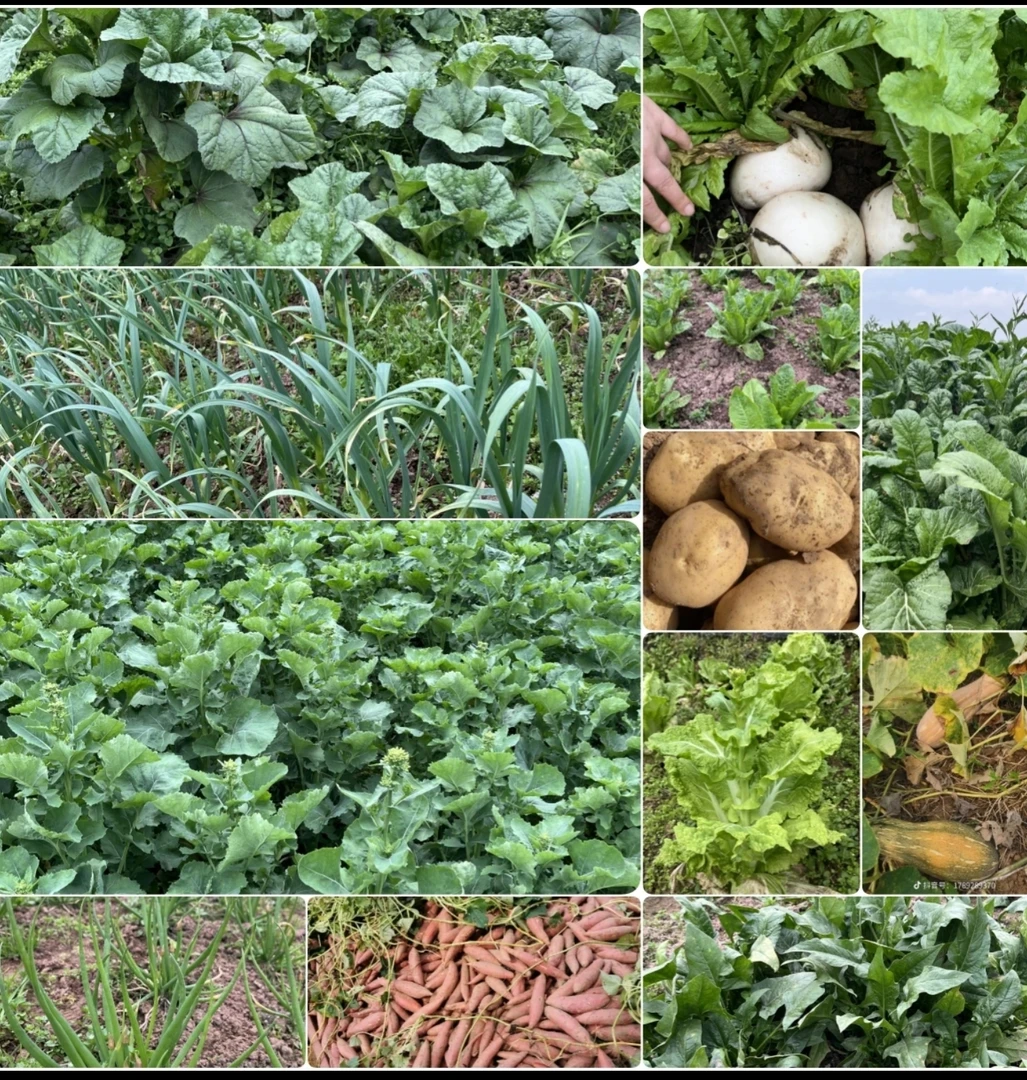 农家自种当季蔬菜现挖现发阿峰正在直播