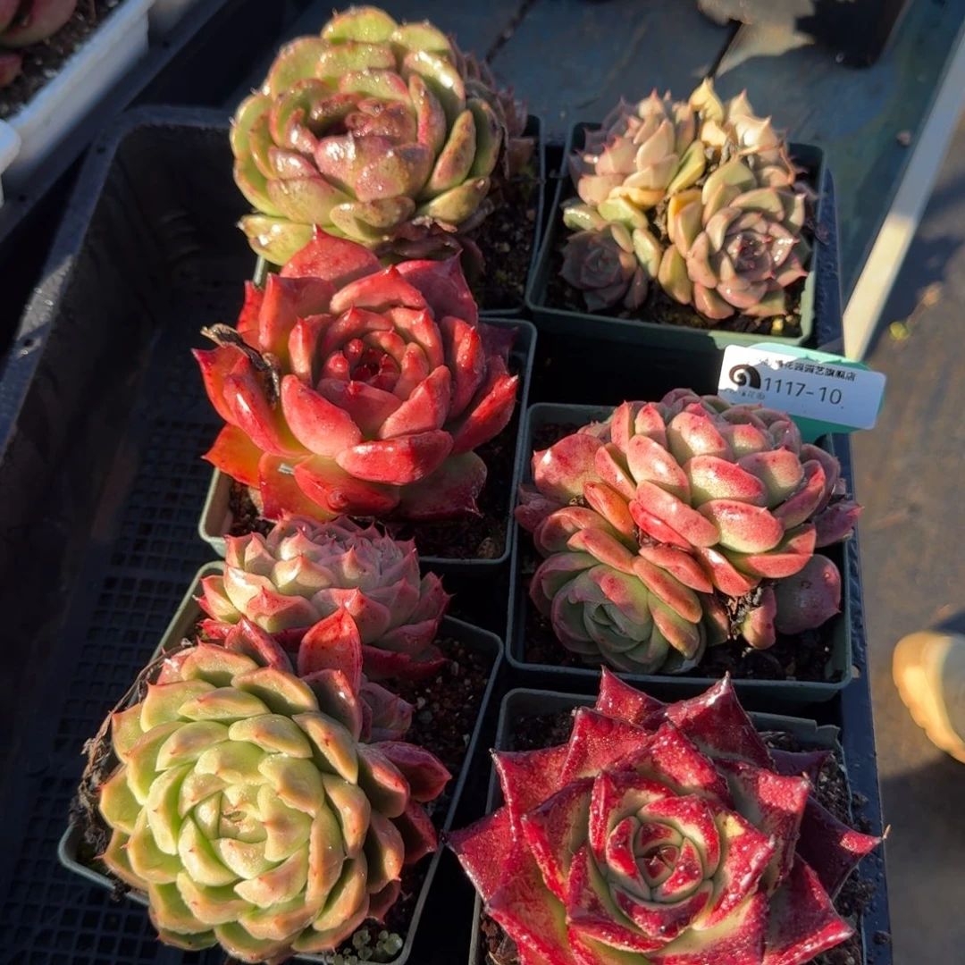 从前慢多肉精选编号1117.10