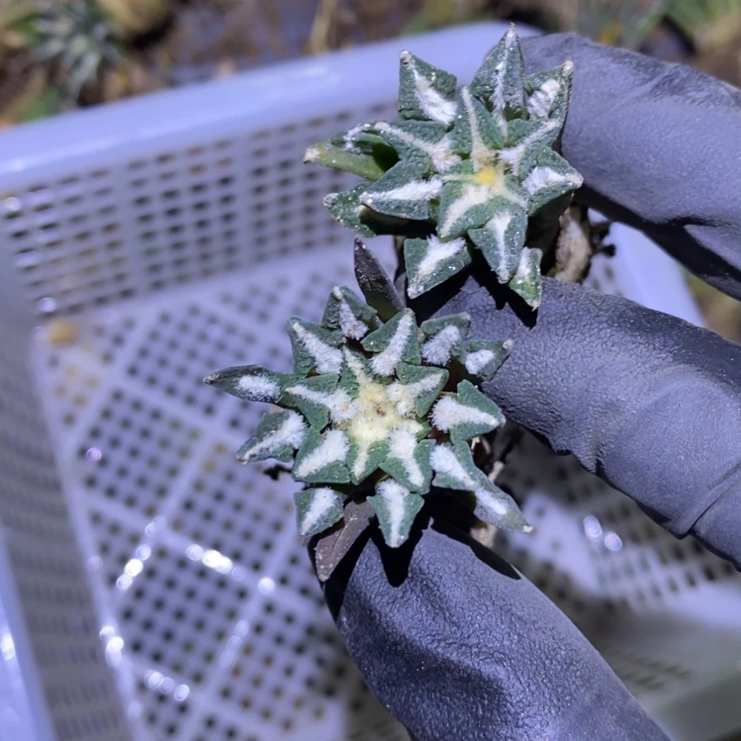 @****实生姬黑两颗福利