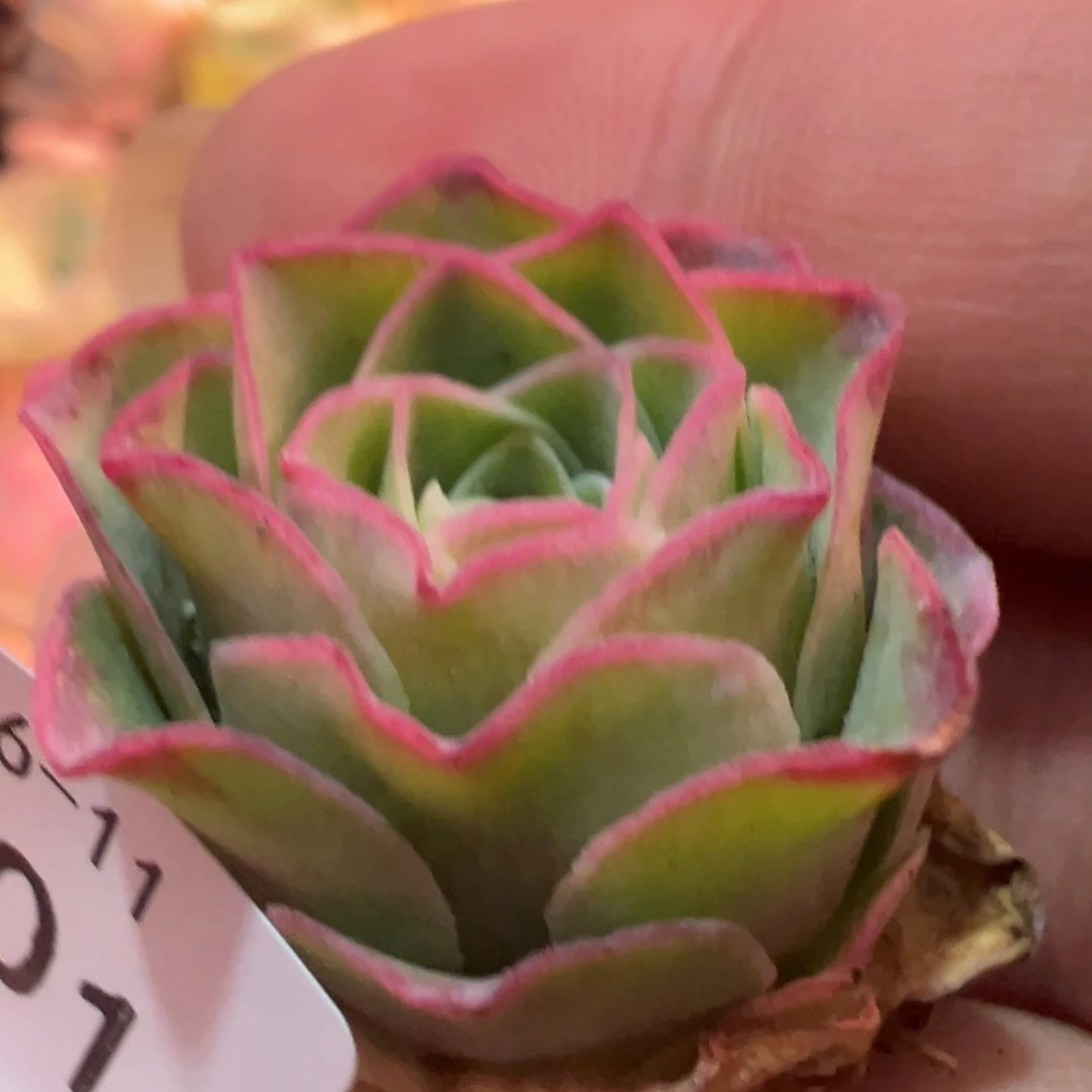 陈陈801不知名开播福利