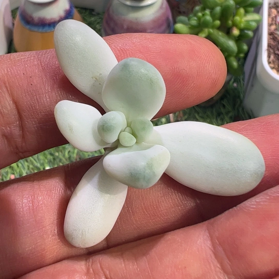 挽*?多肉植物多肉植物
