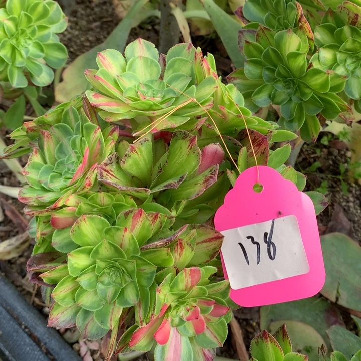 知否自然群138多肉植物