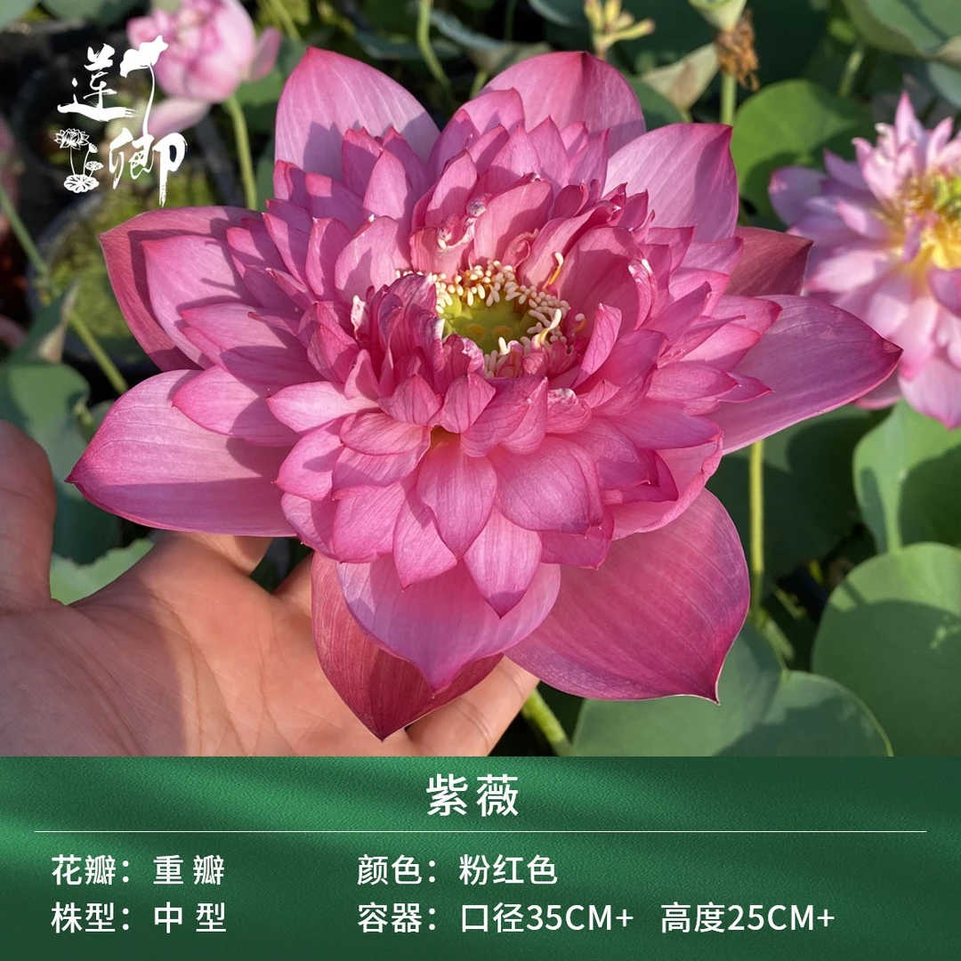 【13紫薇】（莲卿） 重瓣红色中大型荷花阳台盆栽露台种藕根茎苗庭院
