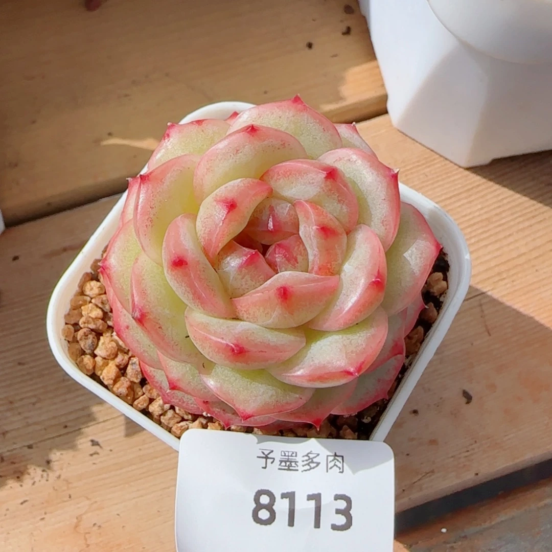 雪柠美人，8113多肉植物