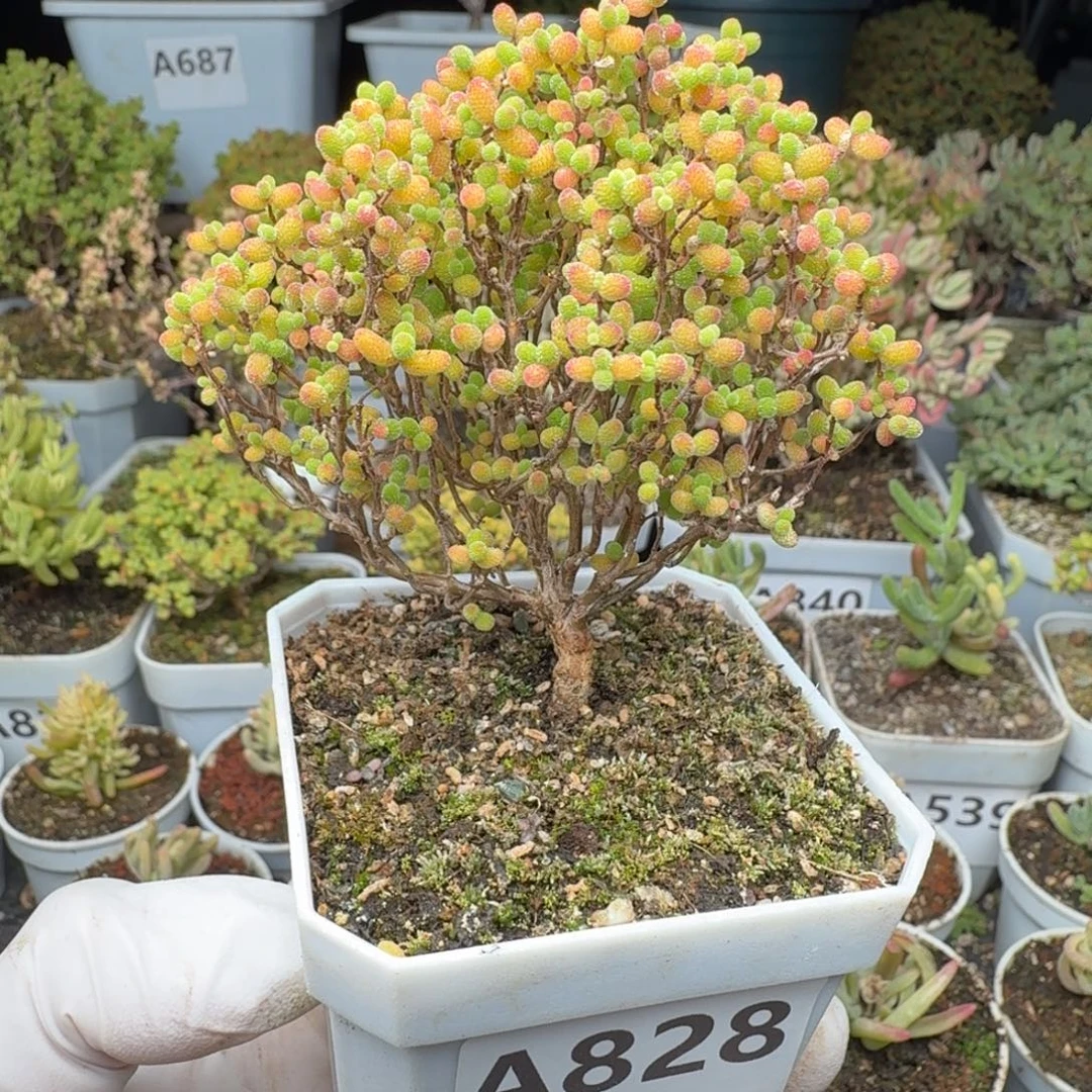 A828精控蜜橘糖球