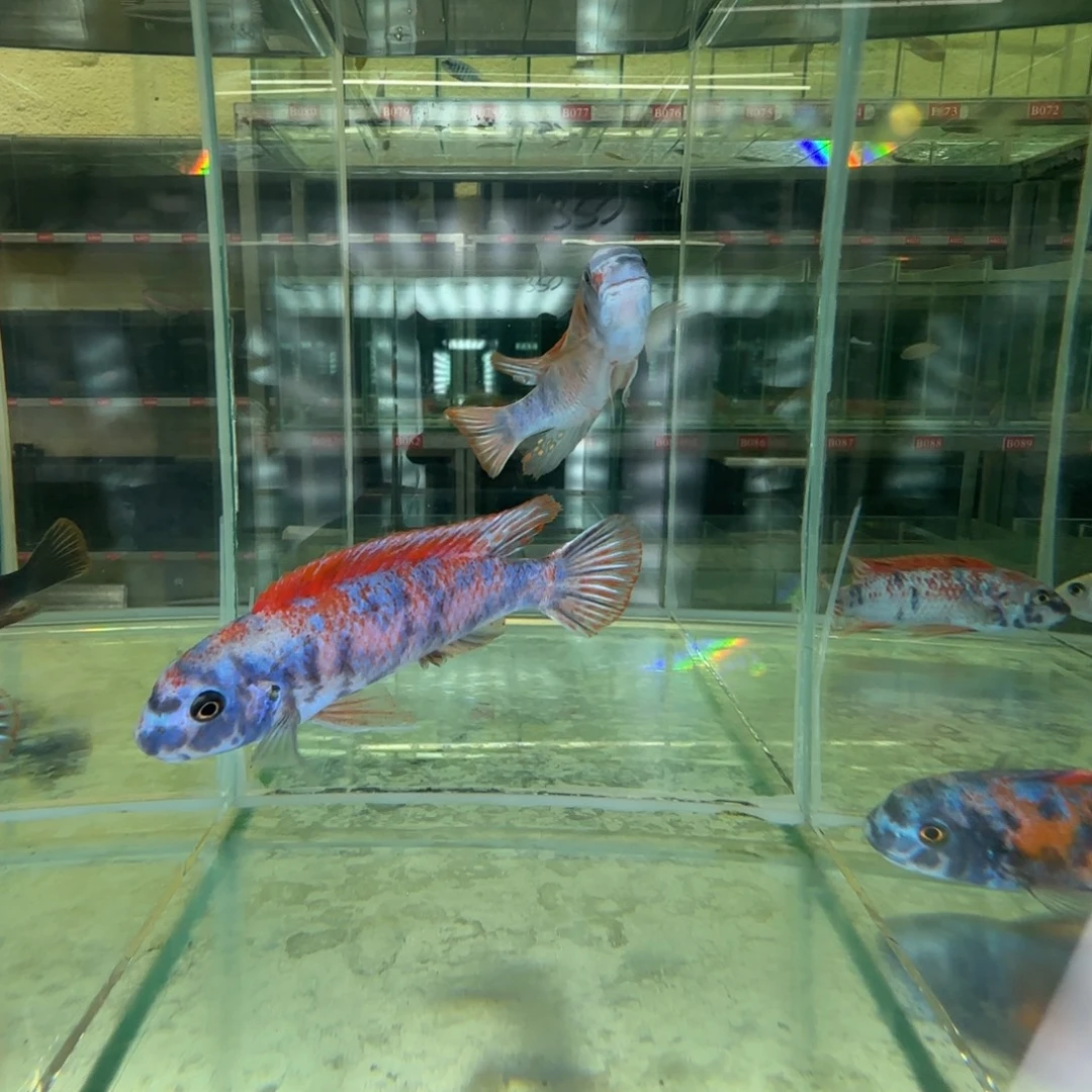 海水鱼开心哥5条:送一个乌鸡