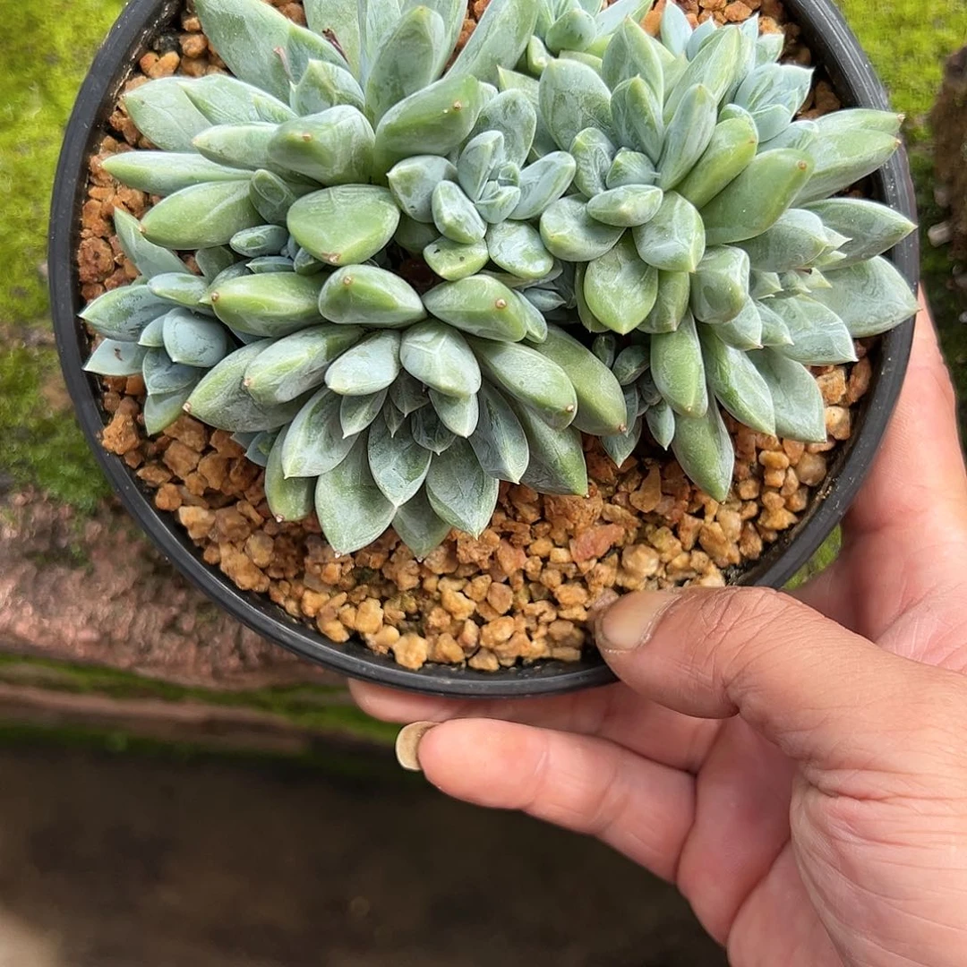【闪购商品】冰山美人