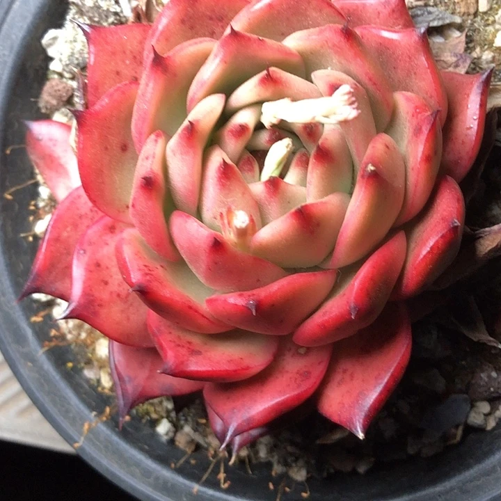 A****54/////////////////