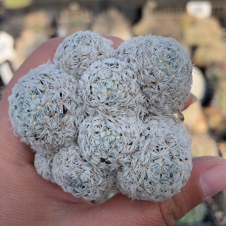 杜威群实生裸根发货