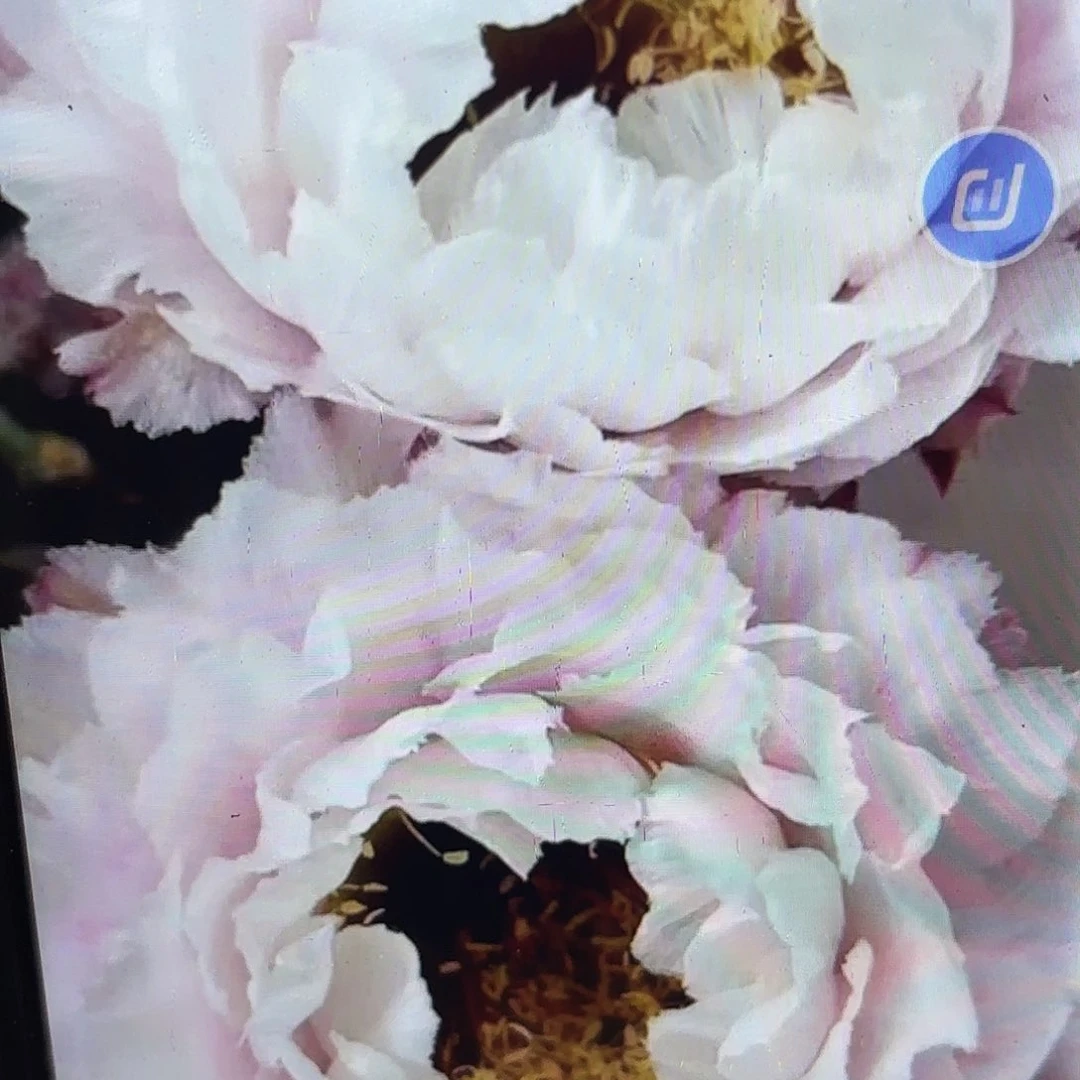 黑美人彩侧牙20包邮仙人球