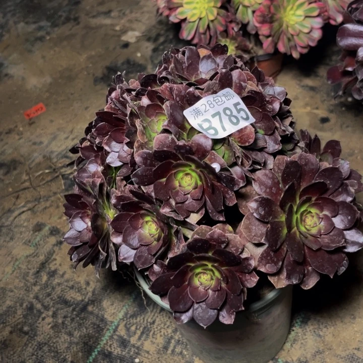 785多肉植物一物一拍