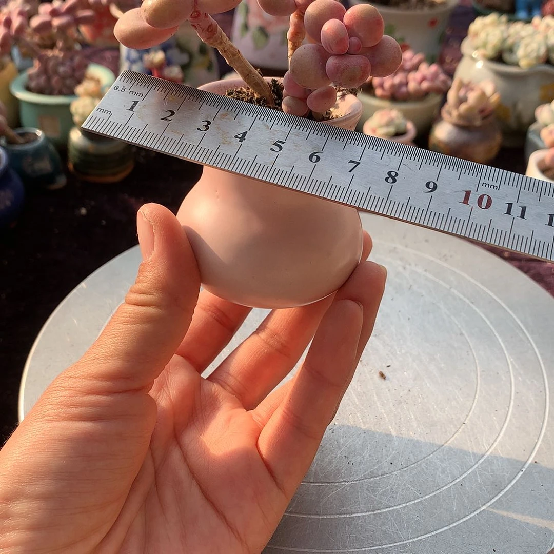 6号带盆偏远地区不包邮的