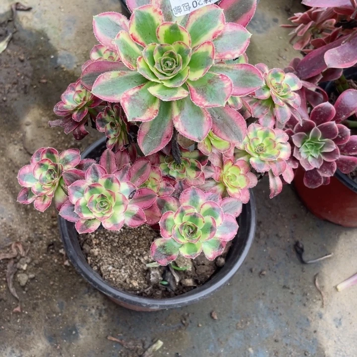 夏****676冰淇淋多肉123446789