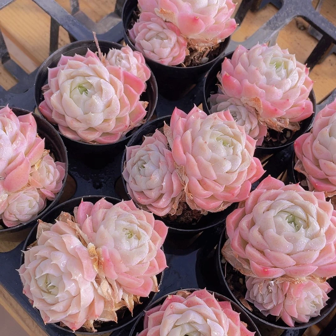 1433号 白月光双头一个