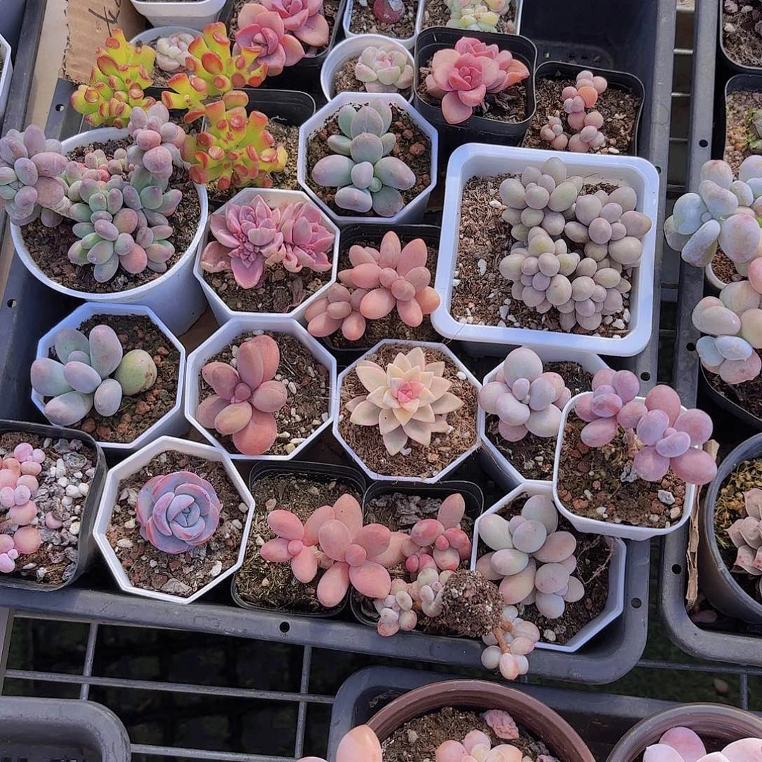 好补差价一物一拍一筐