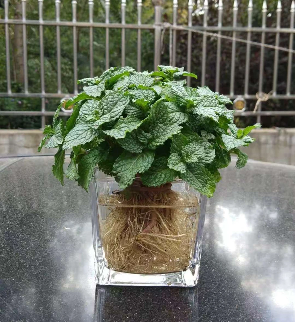 薄荷盆栽室内外好养能驱蚊还可泡茶净化空气绿植