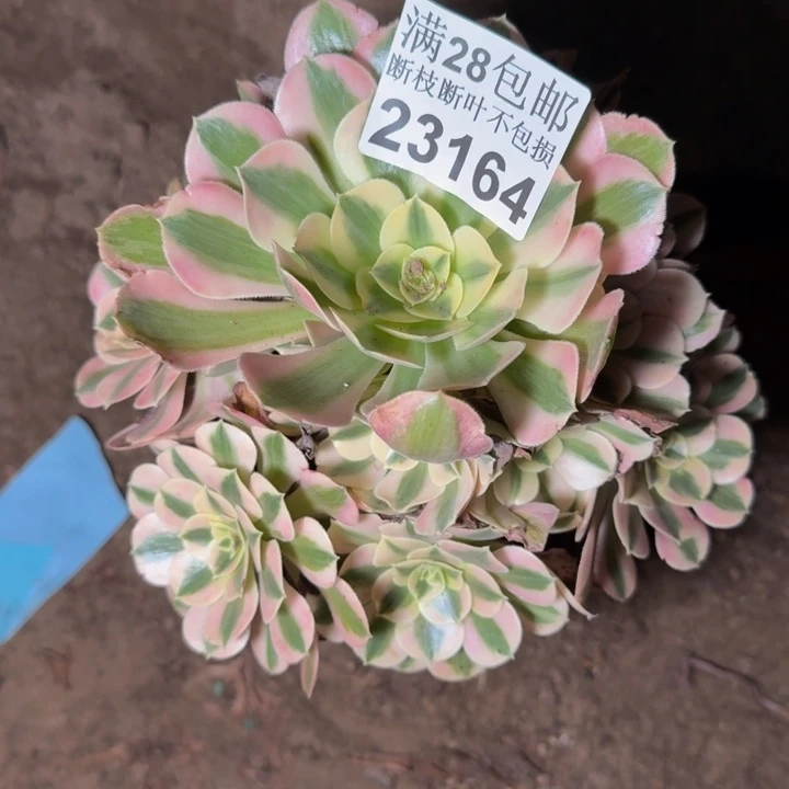 23167女郎多肉植物