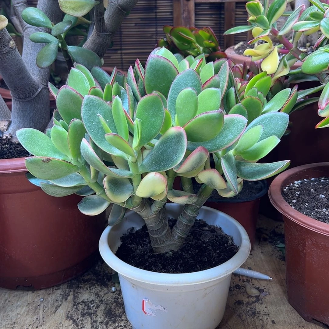 完全开放玉树锦一物一拍