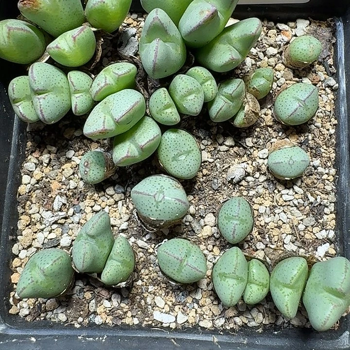 135 多肉植物多肉植物