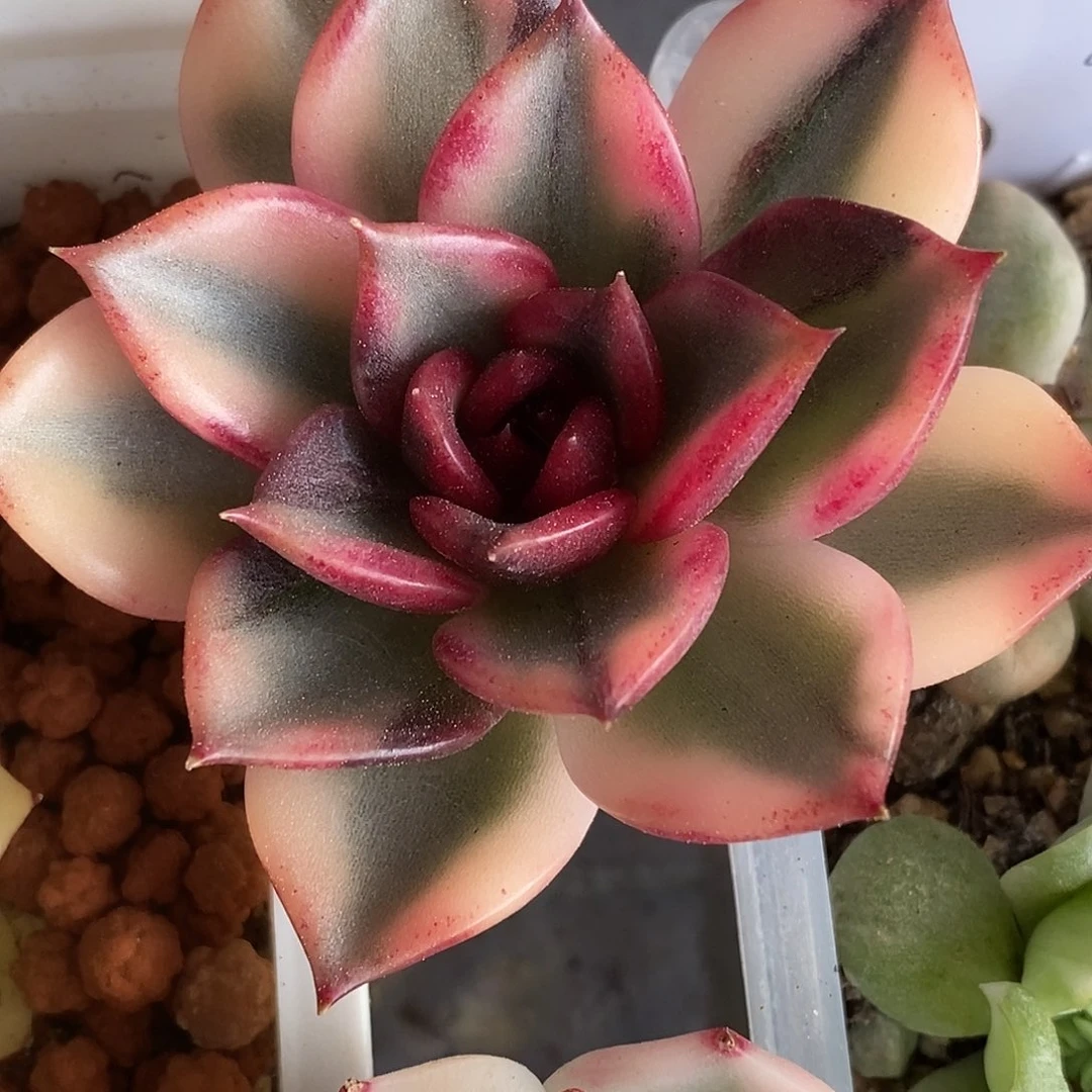 火焰山锦一物一拍