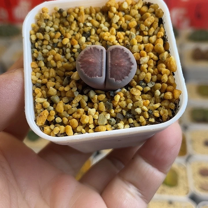 佳人园艺多肉生石花紫菊722