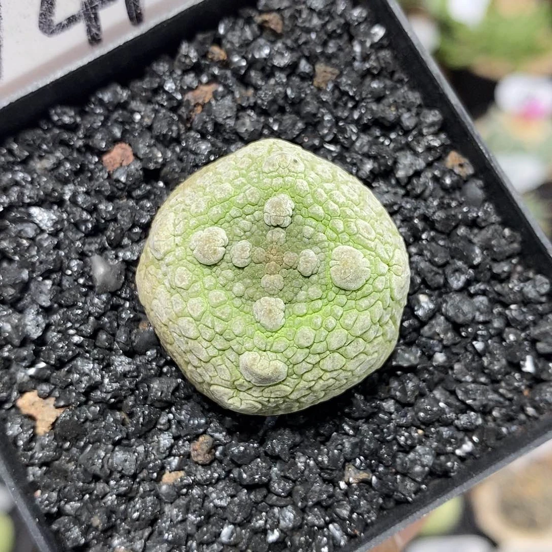 实生凝蹄玉141号3.2cm