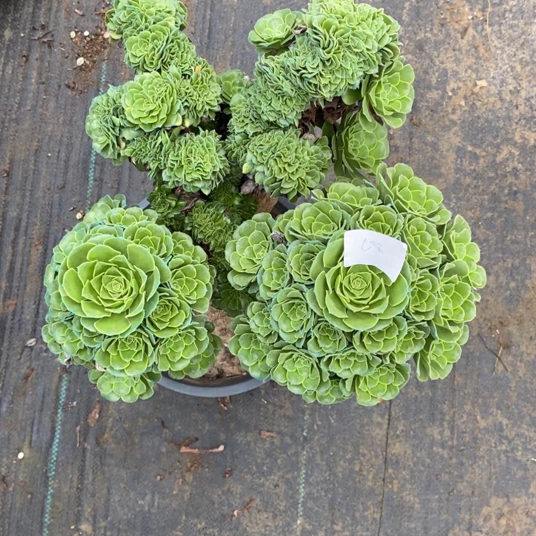 多肉植物组合拼盘18