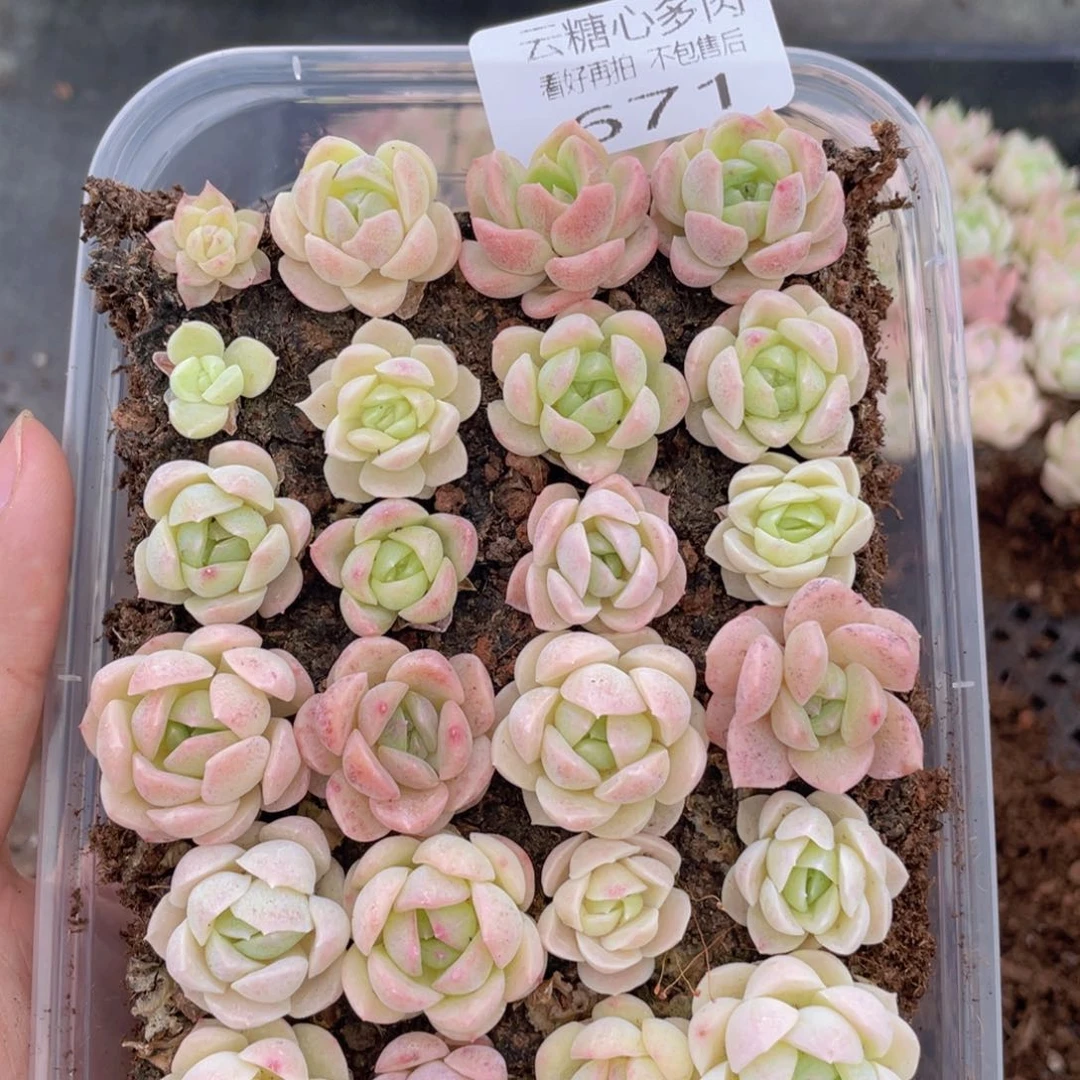 云糖心多肉植物671