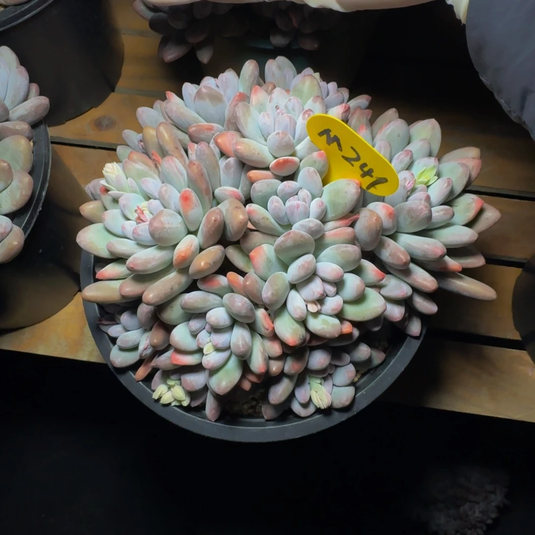 m 241号一物一拍