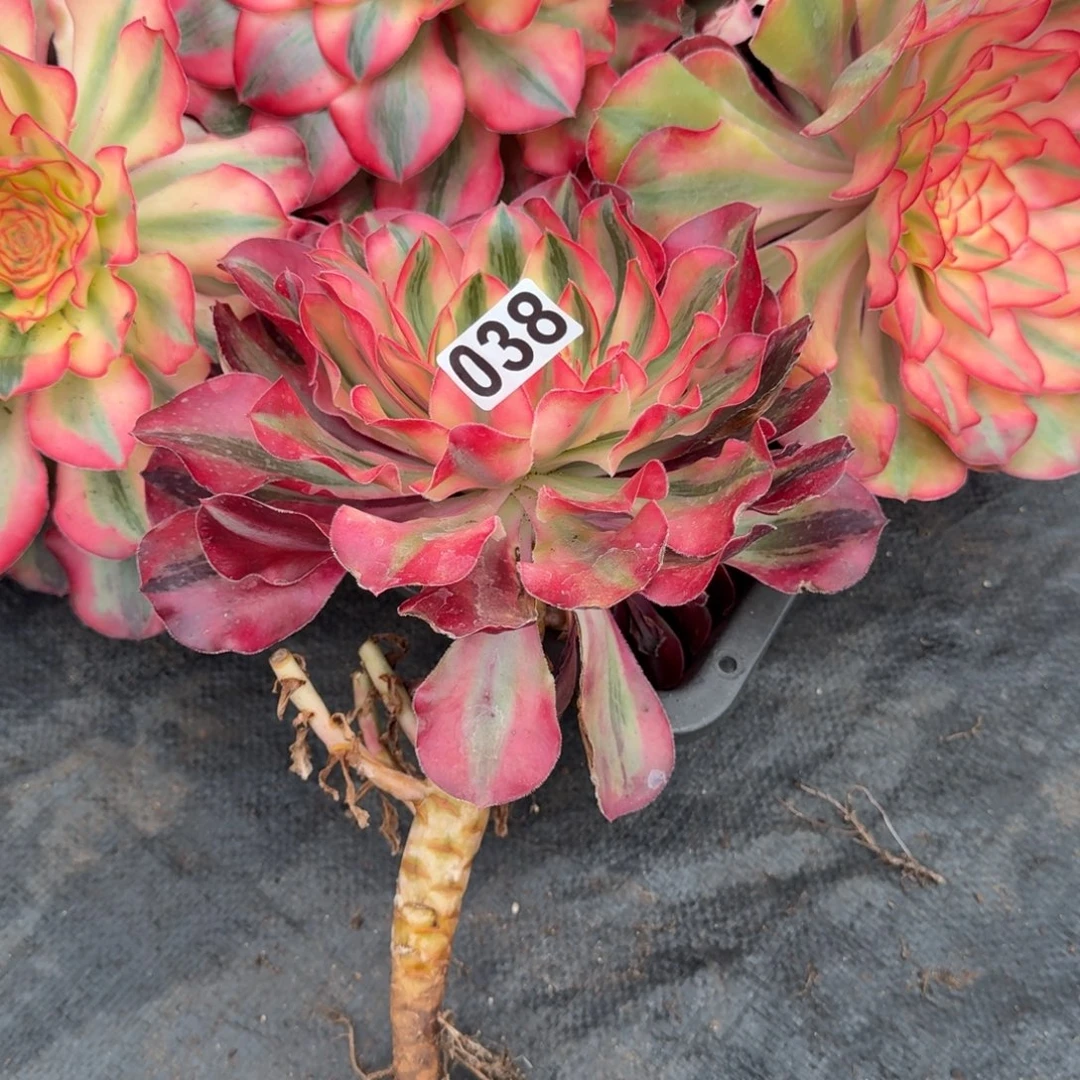 038多肉植物爱丽丝今有砍特价