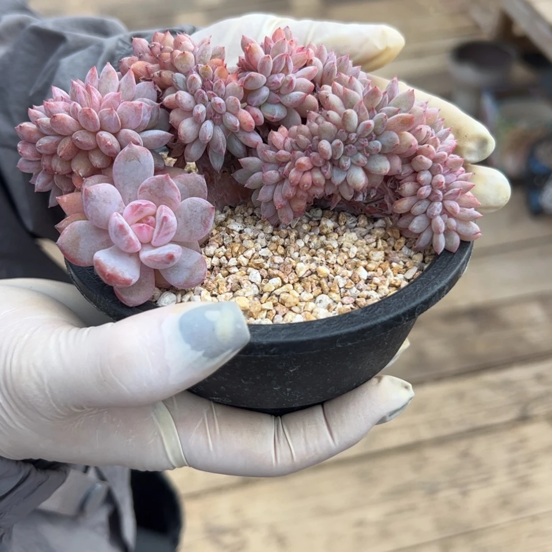 渐***远渐行渐远橙子发货