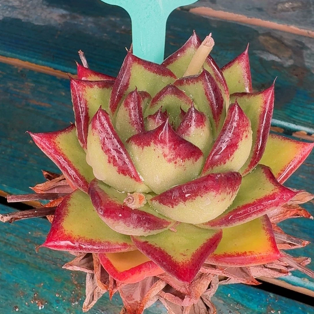 从前慢花园东云系多肉0202-16