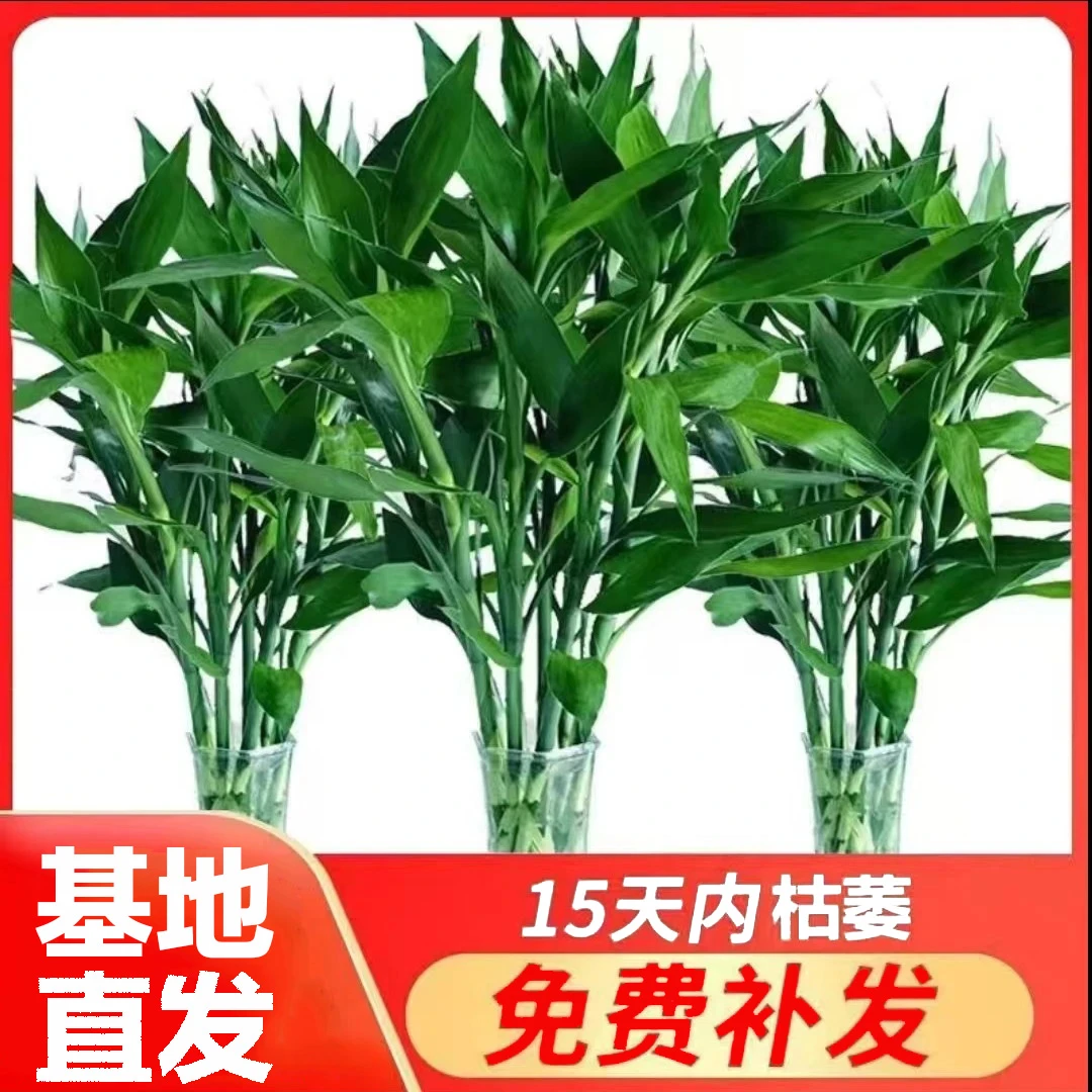 (基地严选)富贵竹70-80厘米水培绿植花卉办公室居家客厅节节高