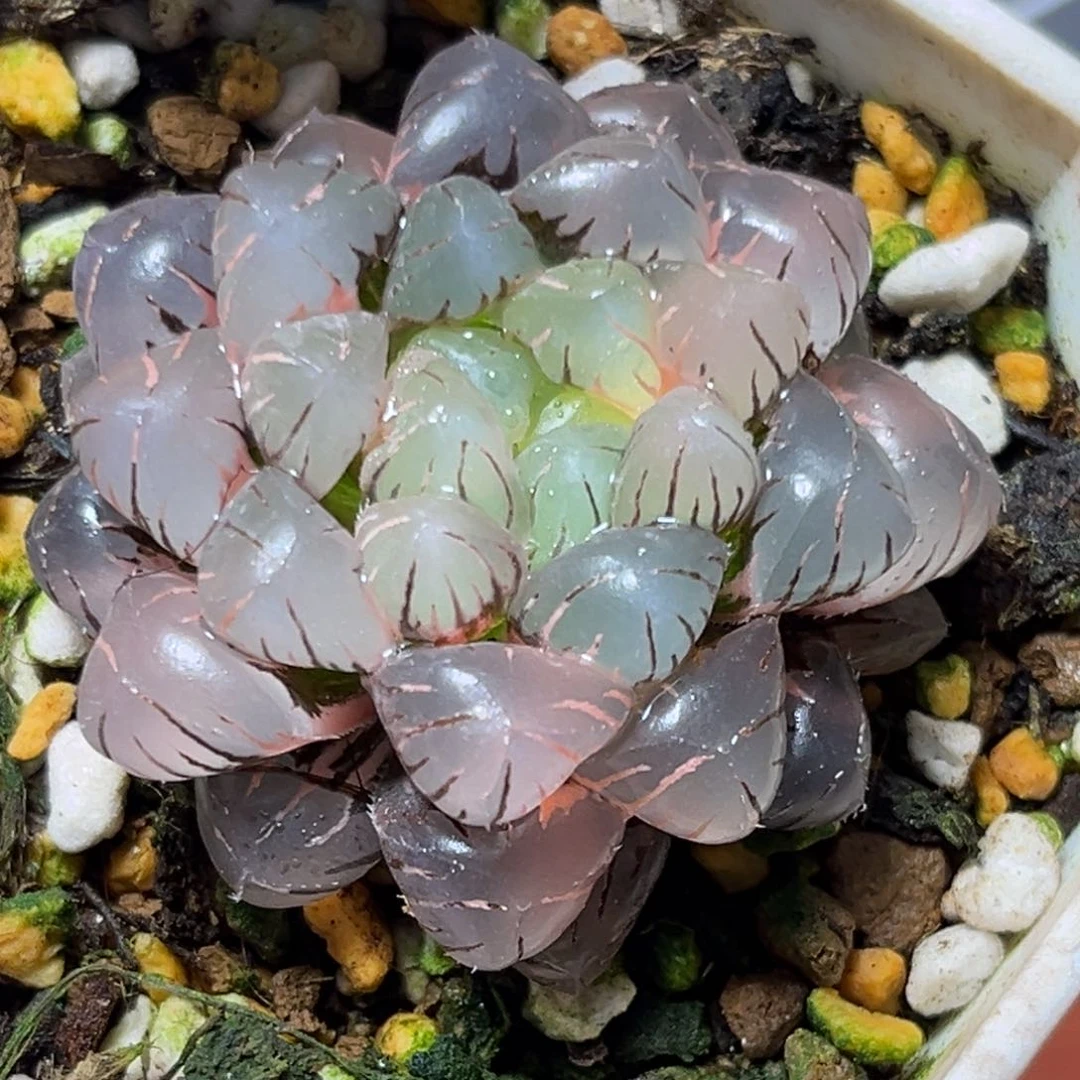 恭喜发财大吉大利584