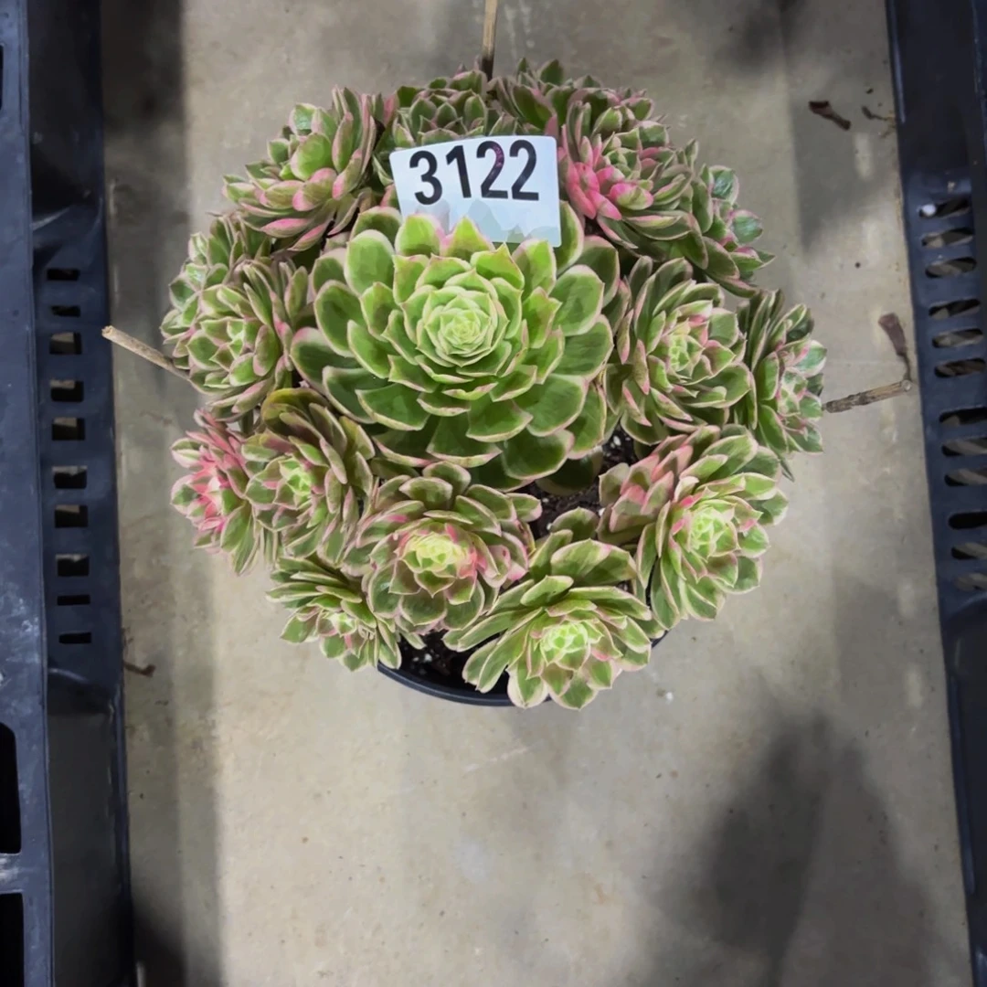 无花朵3122孔雀翎111111