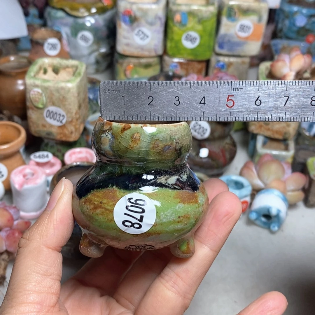 拍5送一个小礼物，不含多肉