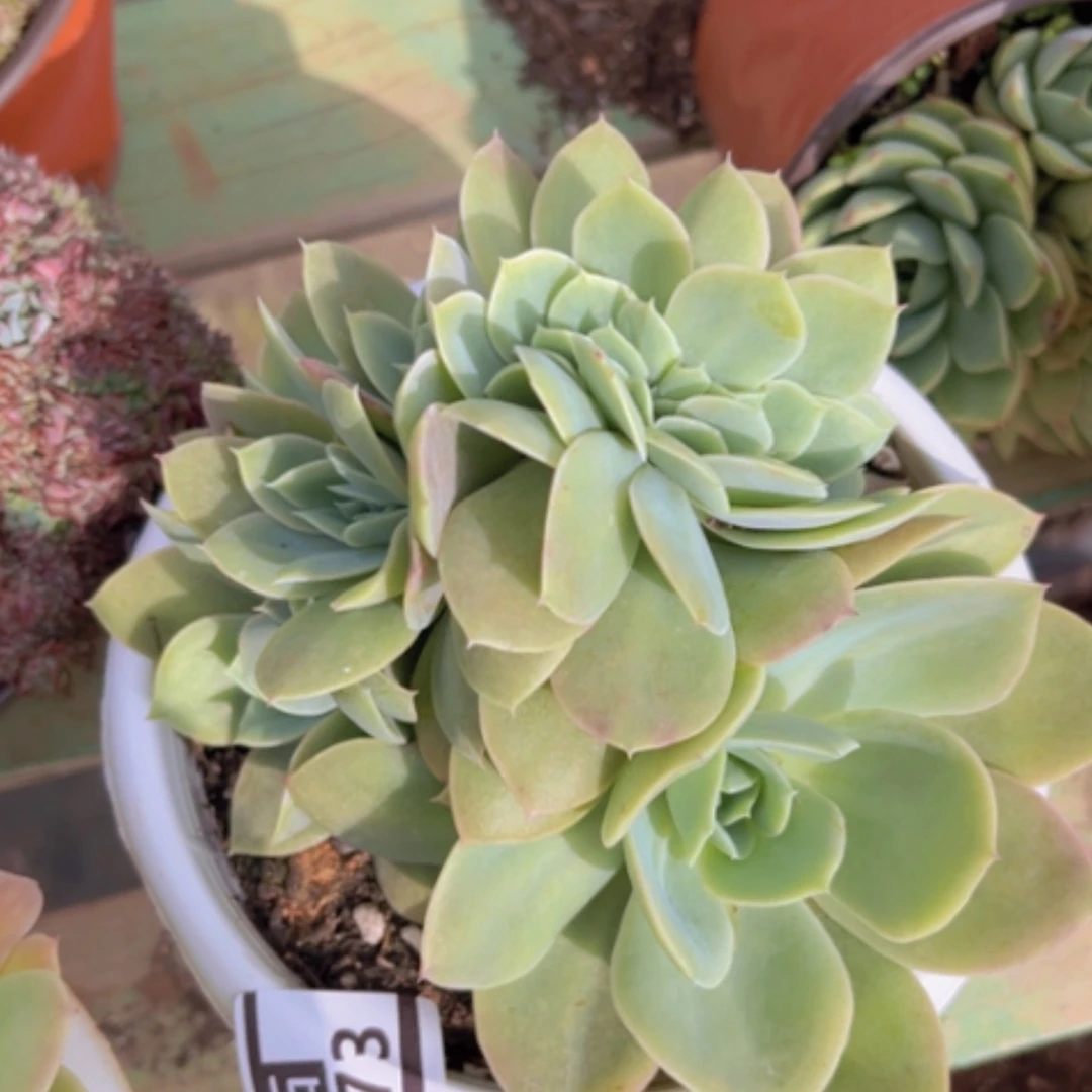 【闪购商品】星纳塔缀30173
