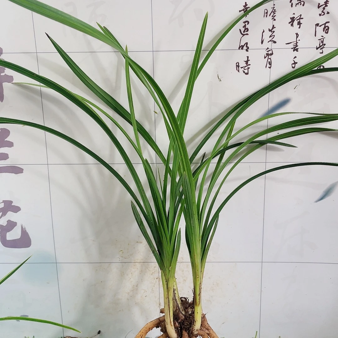 不***心完全开放兰花兰花