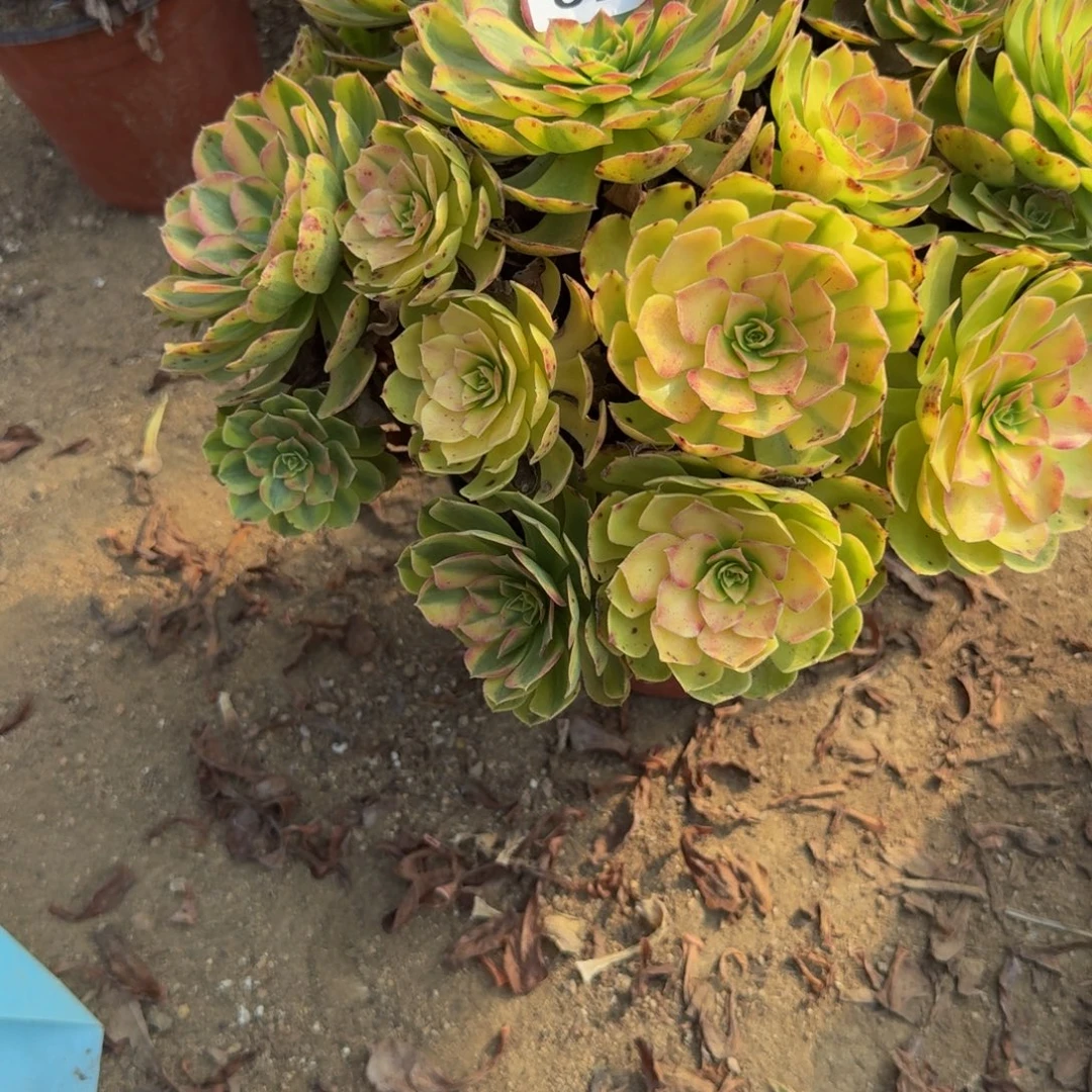 828雨荷。多肉植物