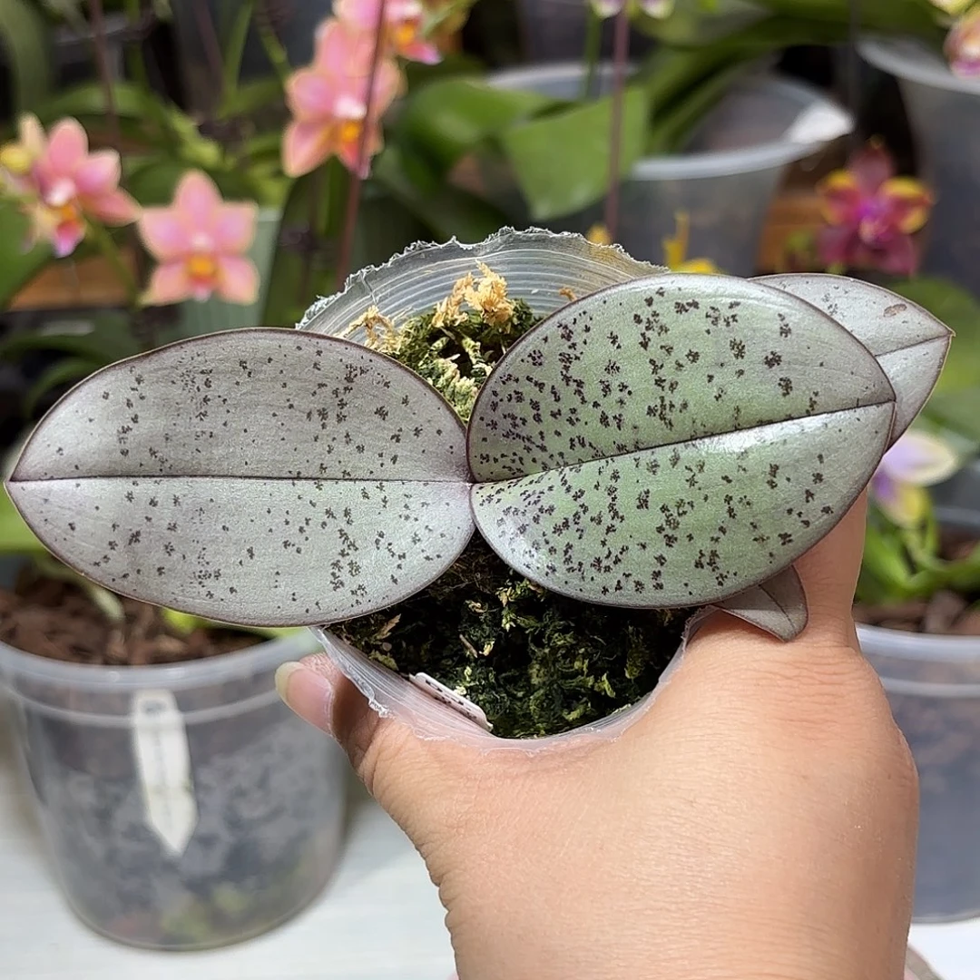 当前无花栽培后可以开花西交象