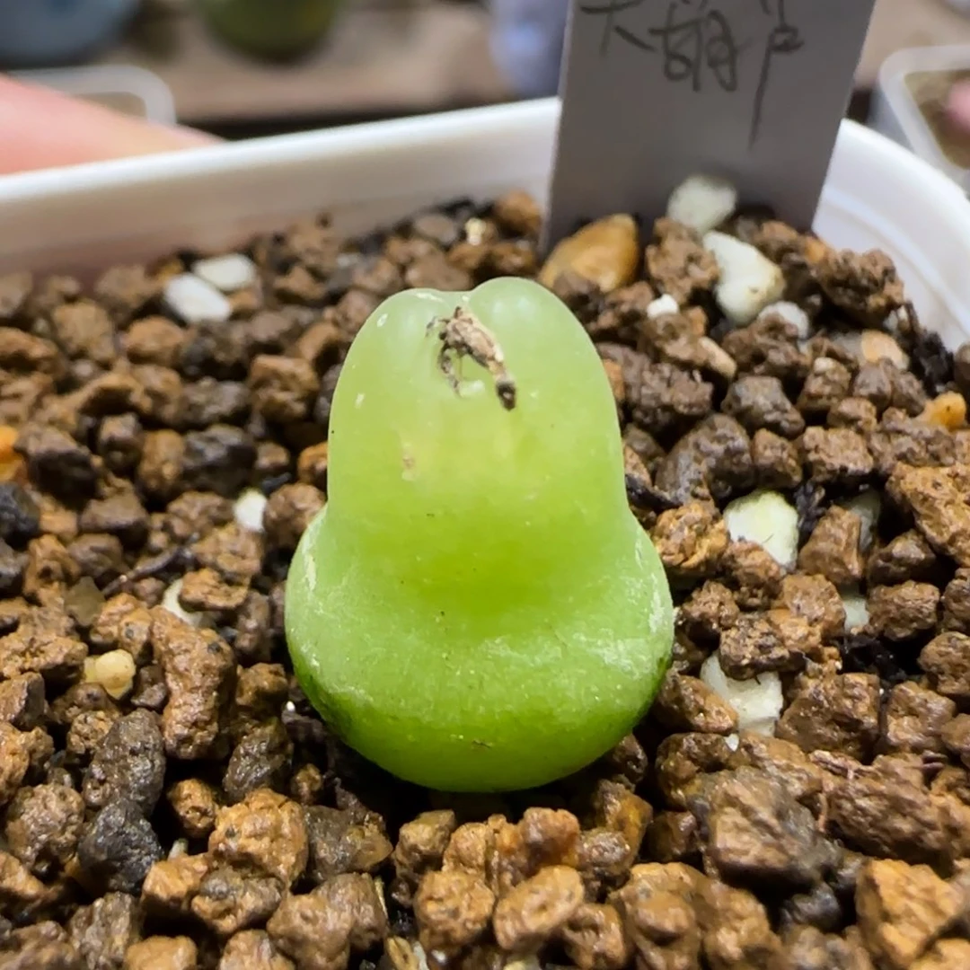 12.17。   大葫芦。     2054