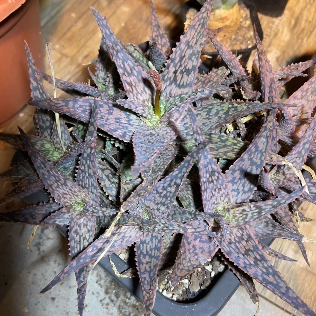 圣诞芦荟一物一拍
