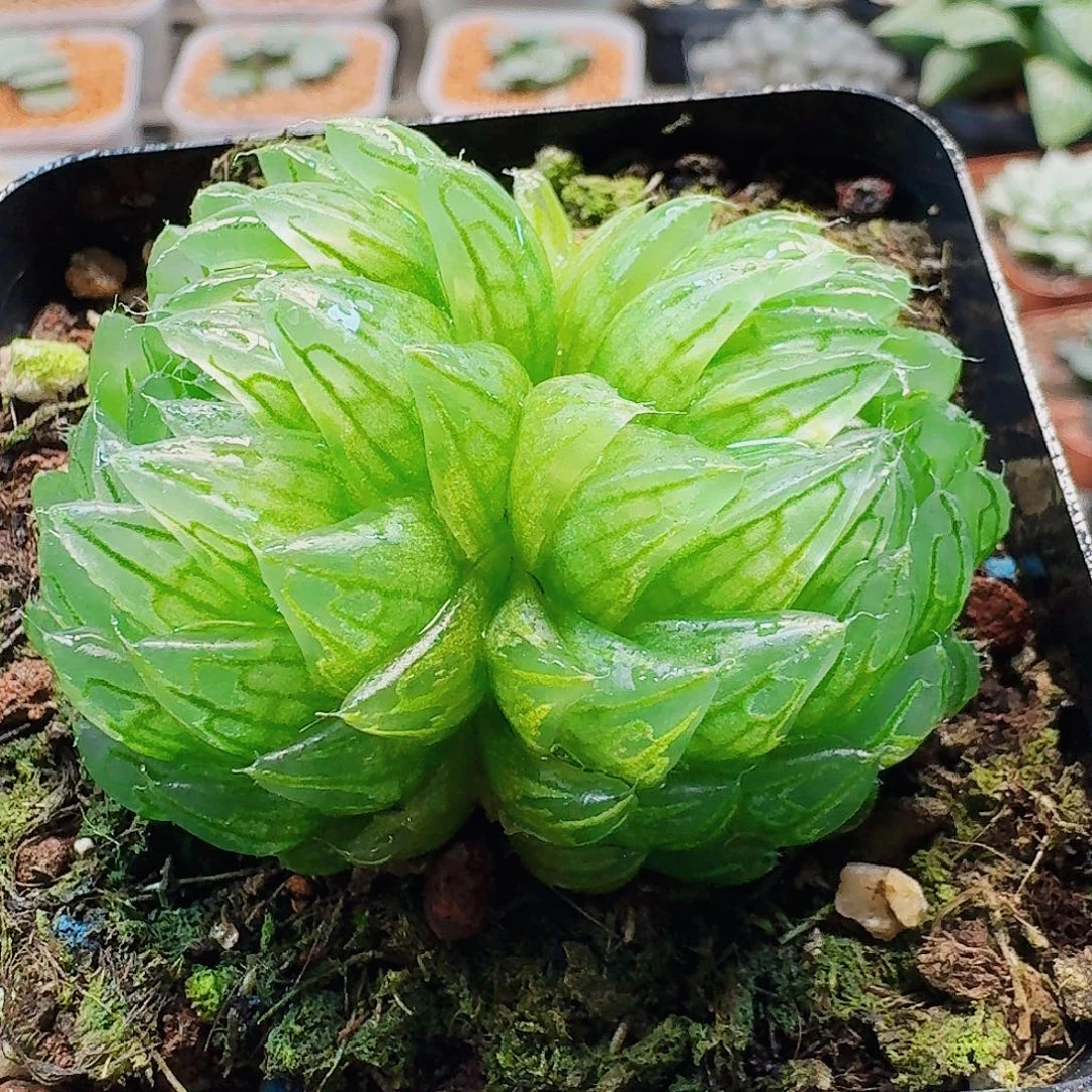 十二卷 樱变女神 新粉福利
