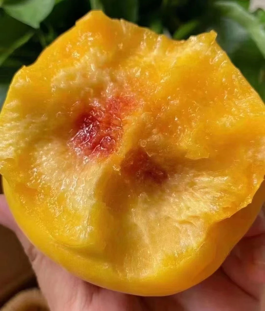 崇明岛水蜜桃甜脆多汁黄桃 新鲜采摘12只礼盒装 正宗产地直发包邮