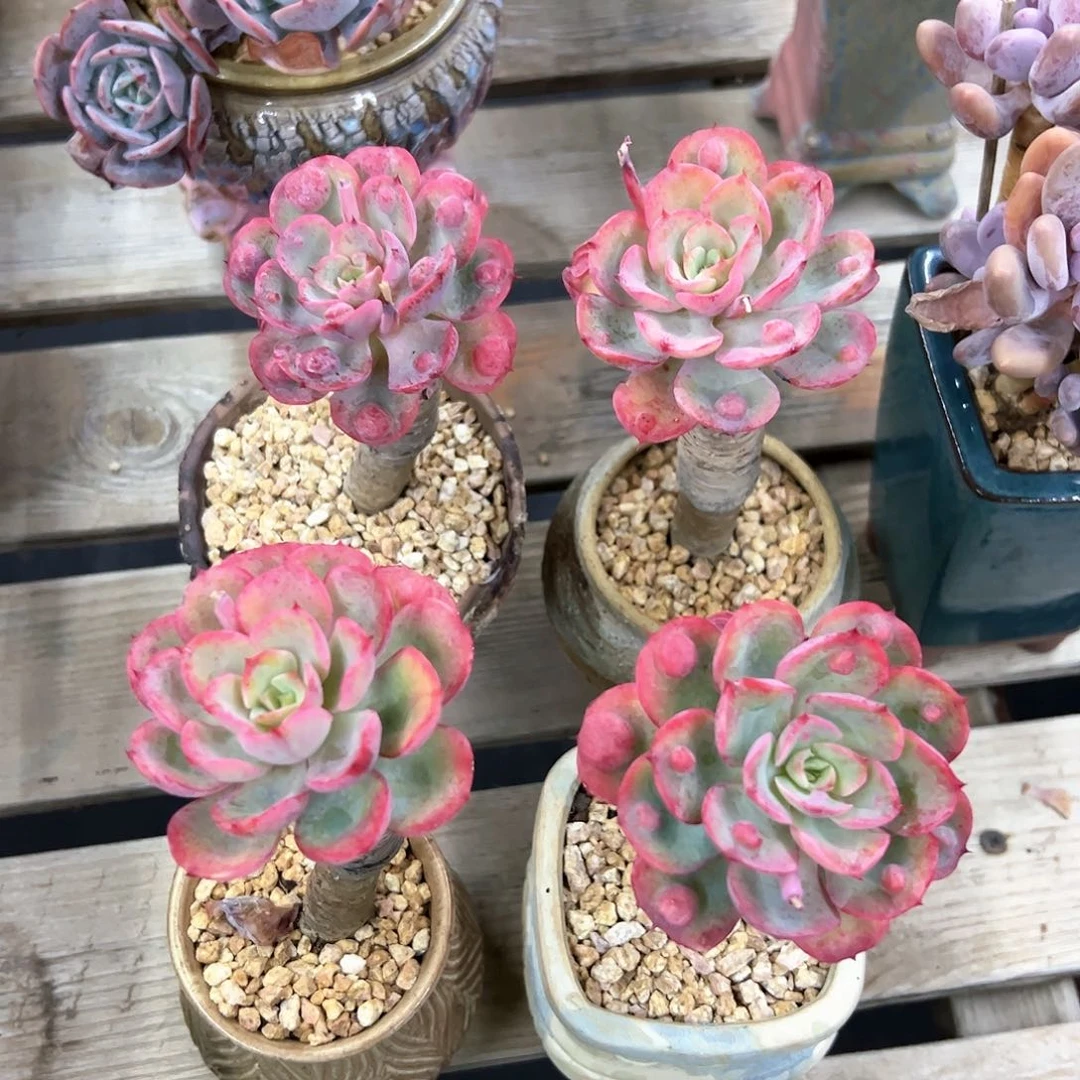 四颗泪无痕18 零零多肉植物