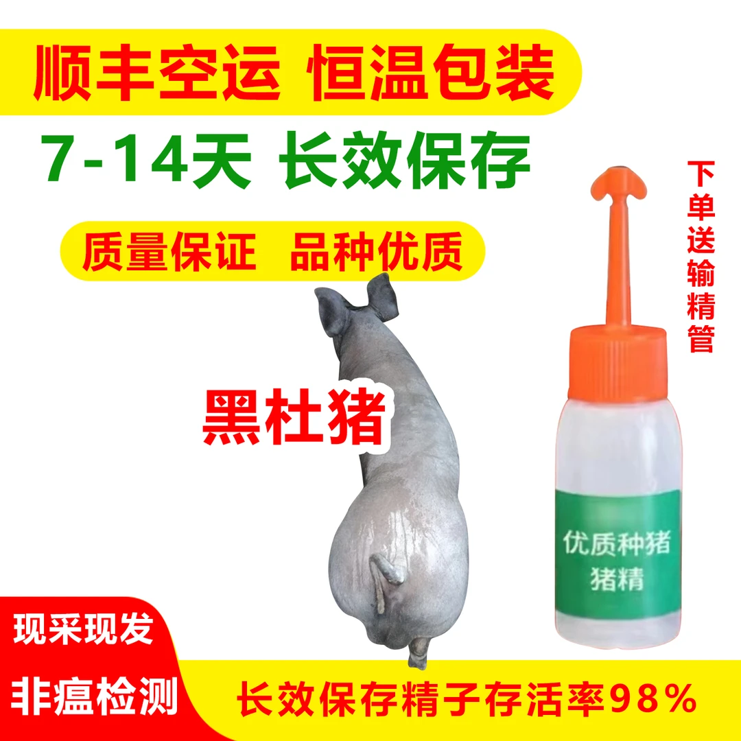 育种级黑金刚种公猪猪精