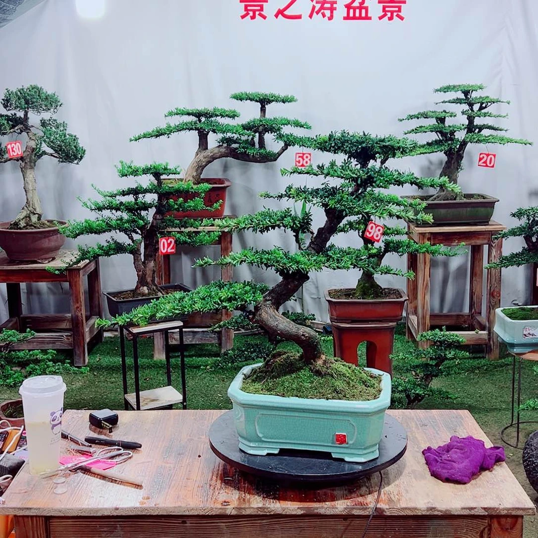 完全开放红芽珍珠罗汉松