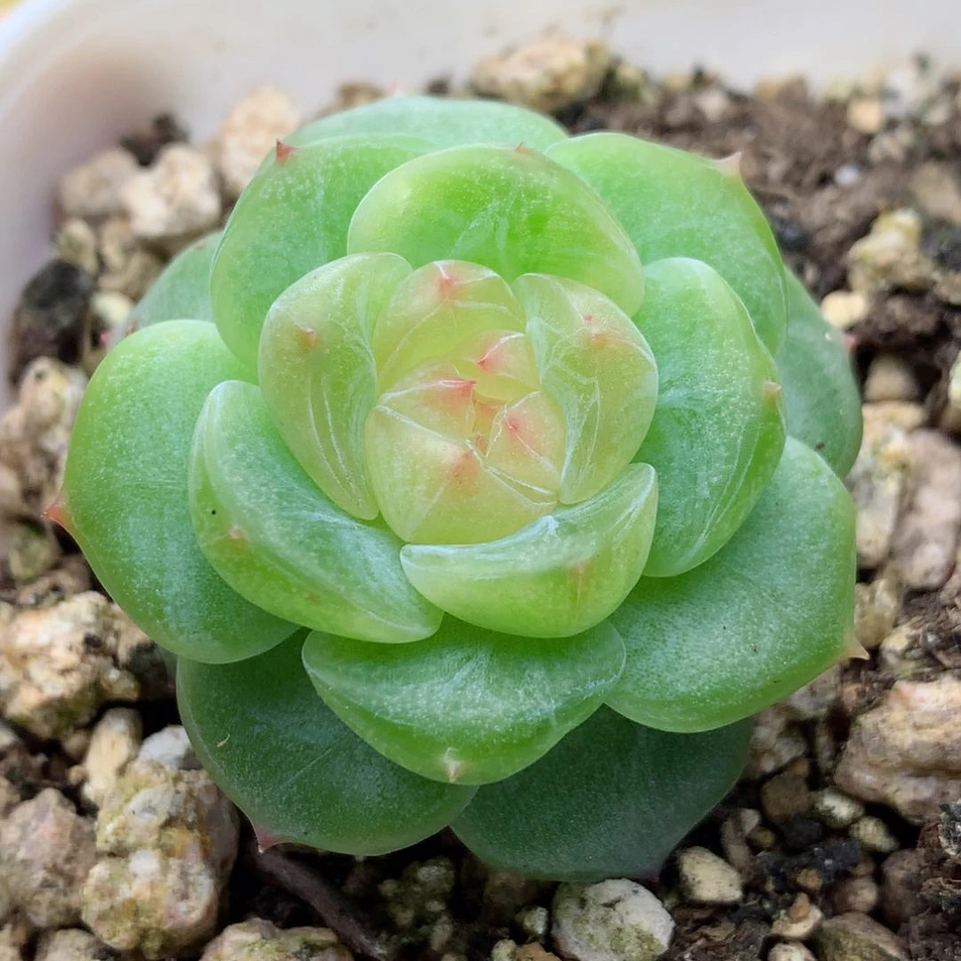 58包邮  群生不包整糖心101