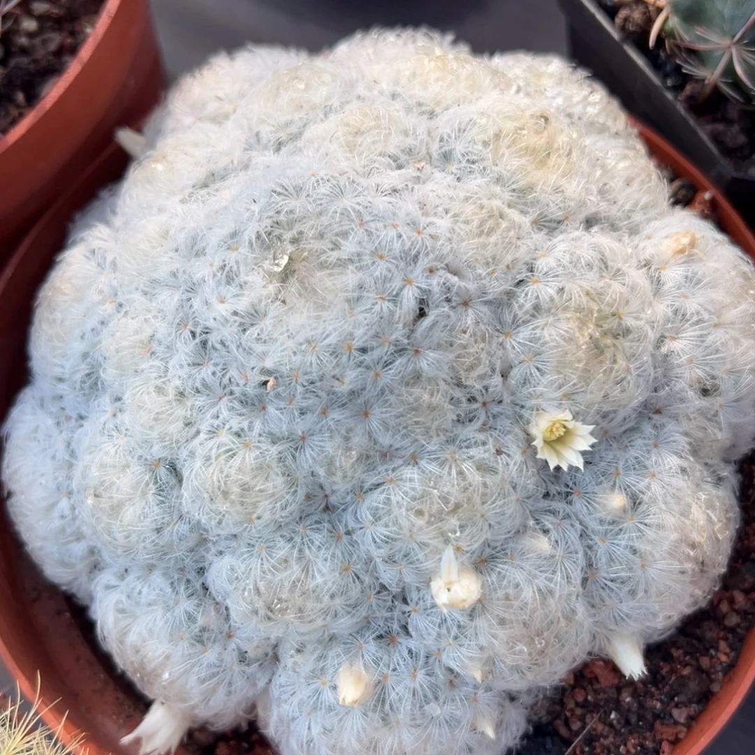 白星随机一颗。